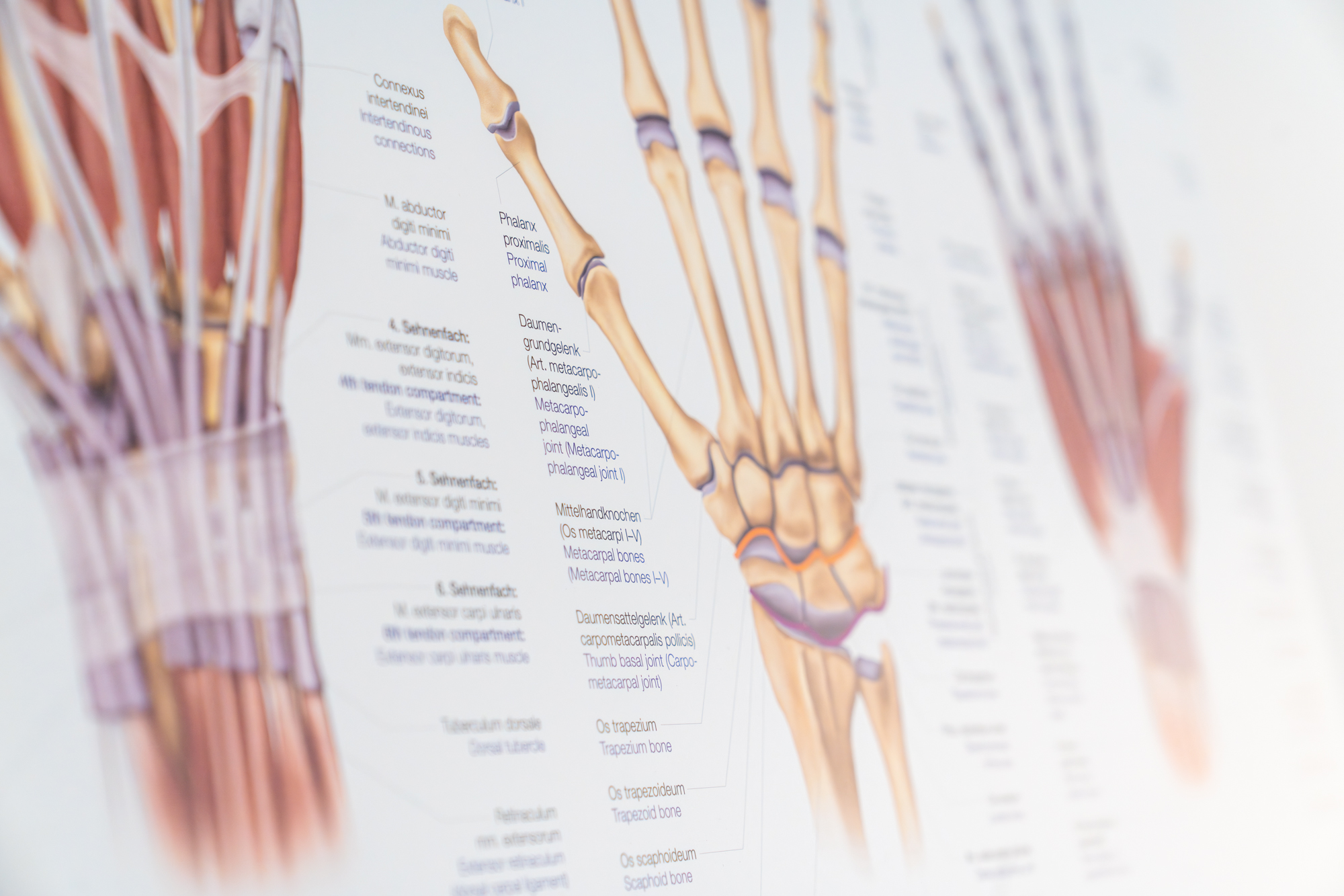 Anatomie-Poster einer Hand in der Ergotherapie Praxis Schreiber & Wernhart in 1030 Wien - Handtherapie auf Krankenkassa